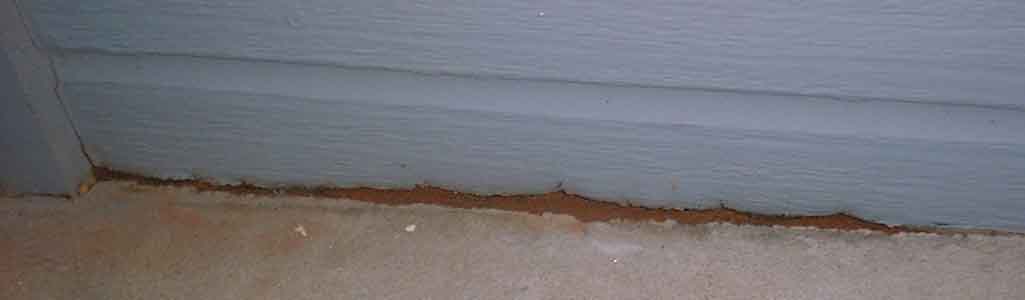 Health Rangers, Termites